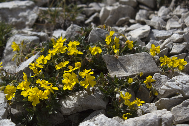 2011-08-17_09-40-56 cadore.jpg - Alpen-Sonnenrschen (Helianthemum alpestre) 